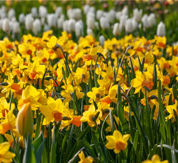 Narcissus pseudonarcissus