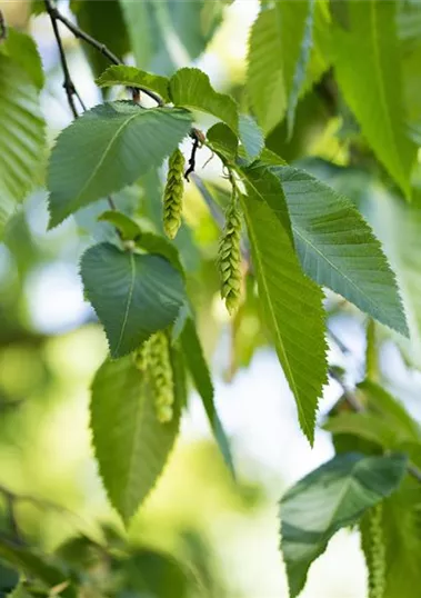 Baumschule-Pflanzen-kaufen-Pflanzen_Mauk-Gartencenter-8.jpg