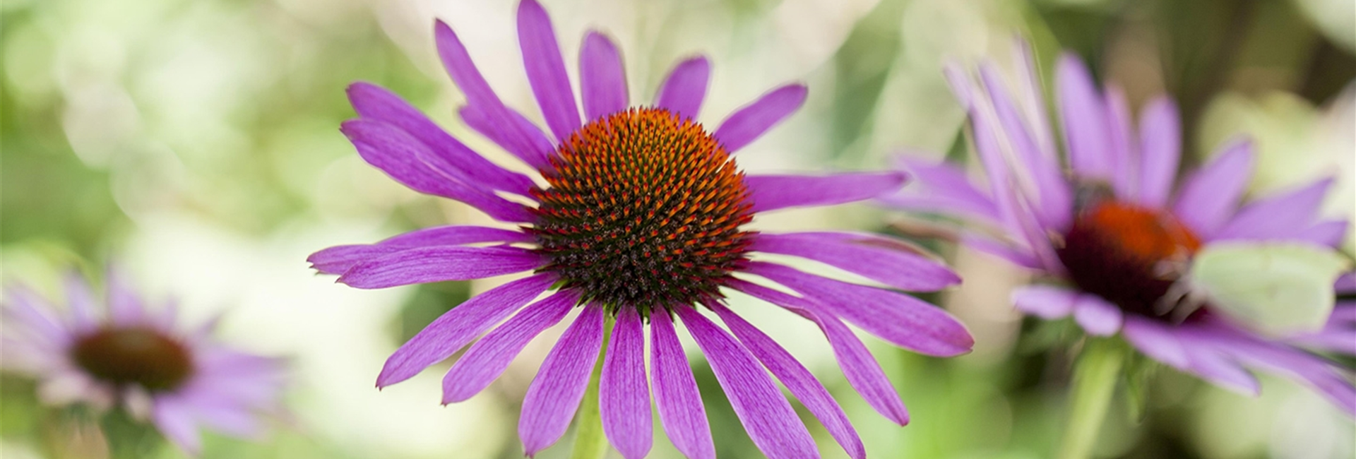 Stauden-kaufen-Pflanzen_Mauk-Gartencenter-10-186-0-1622-1216.jpg