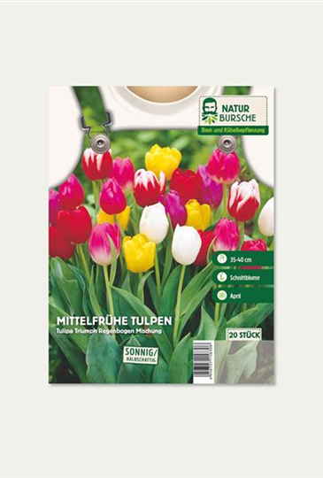 Mittelfrühe Tulpen