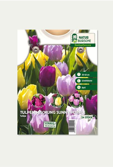 Tulpen Mischung "Sunny Purple"