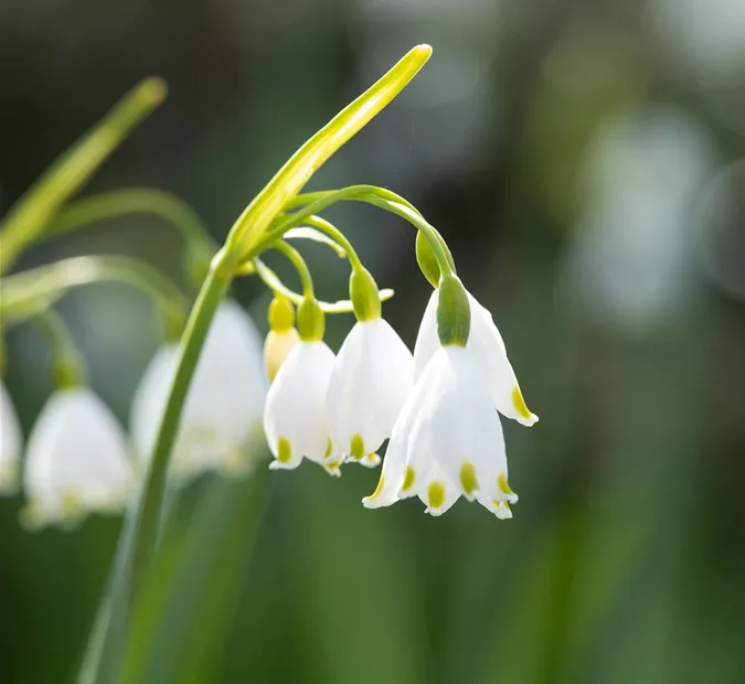 blumenzwiebeln__0012s_0001_Leucojum Aestivum2.jpg