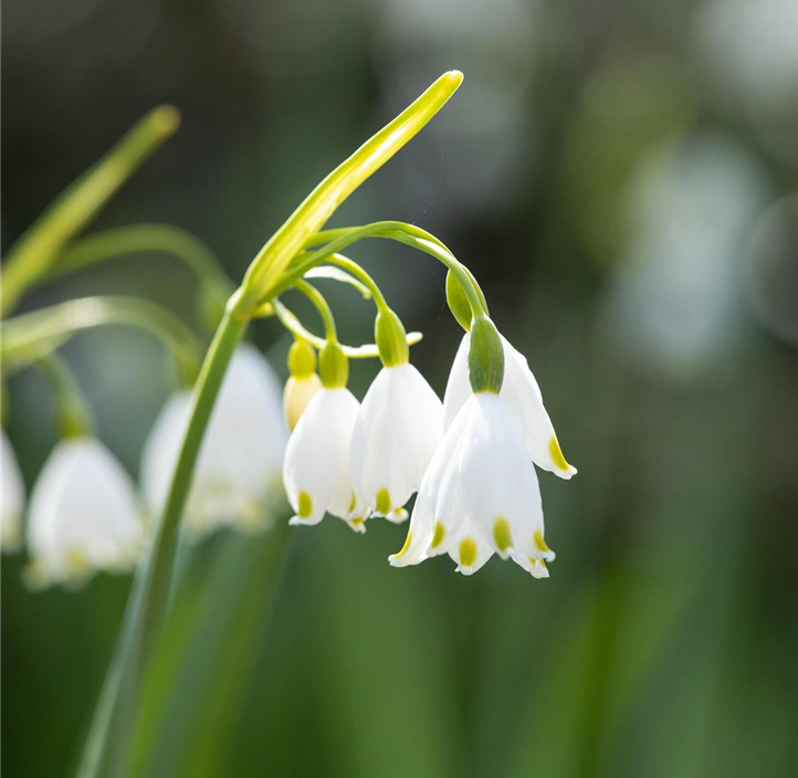 Pflanzen Mauk Gartencenter GmbH