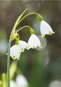 Pflanzen Mauk Gartencenter GmbH