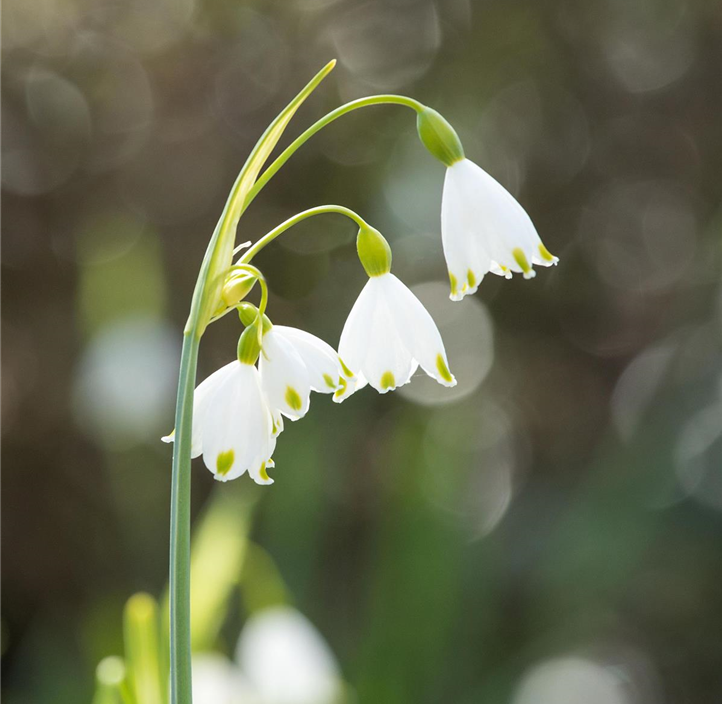 Pflanzen Mauk Gartencenter GmbH