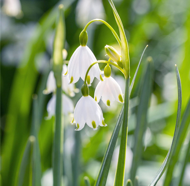 Pflanzen Mauk Gartencenter GmbH