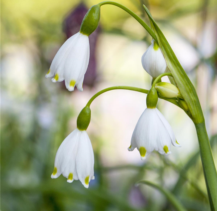 Pflanzen Mauk Gartencenter GmbH