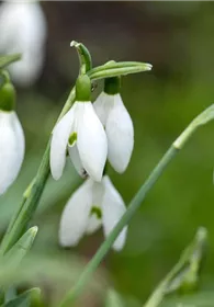 Pflanzen Mauk Gartencenter GmbH