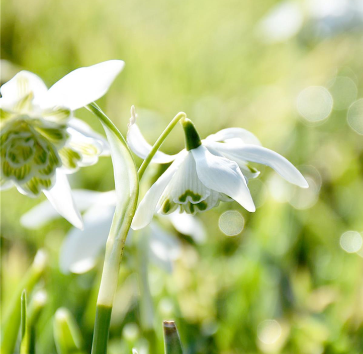 Pflanzen Mauk Gartencenter GmbH