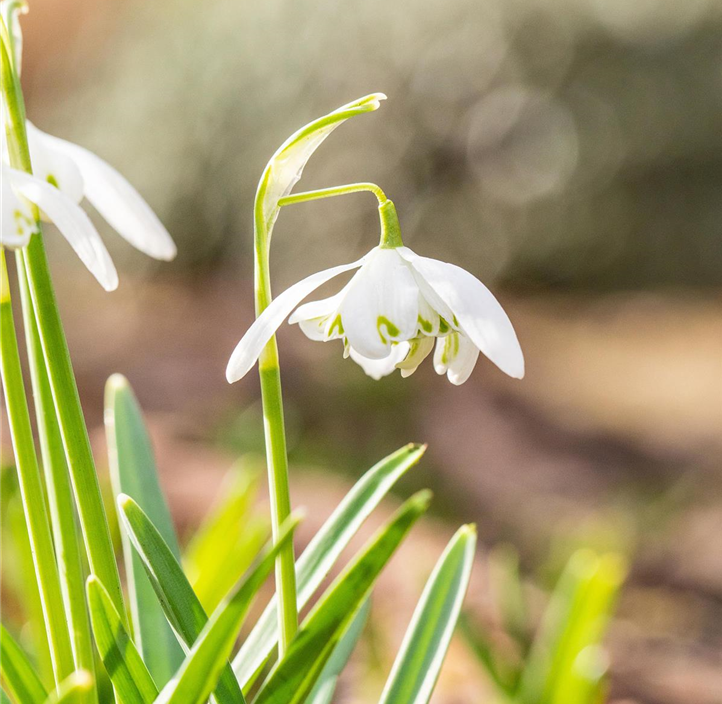 Pflanzen Mauk Gartencenter GmbH