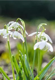 Pflanzen Mauk Gartencenter GmbH