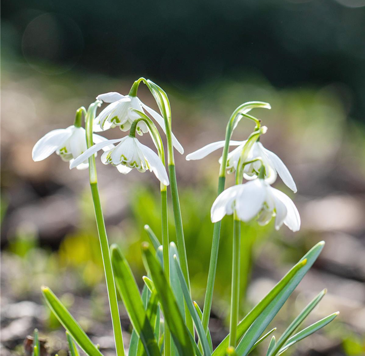 Pflanzen Mauk Gartencenter GmbH