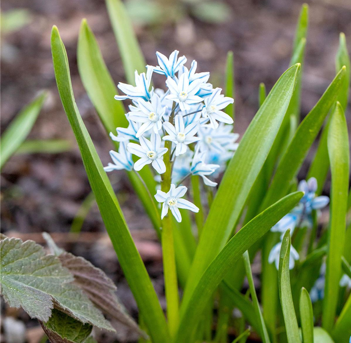 Pflanzen Mauk Gartencenter GmbH