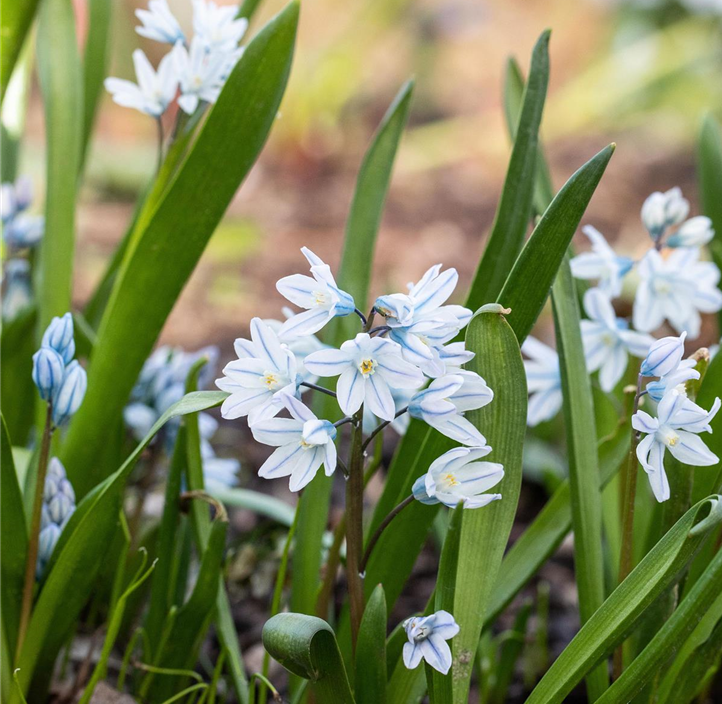 Pflanzen Mauk Gartencenter GmbH