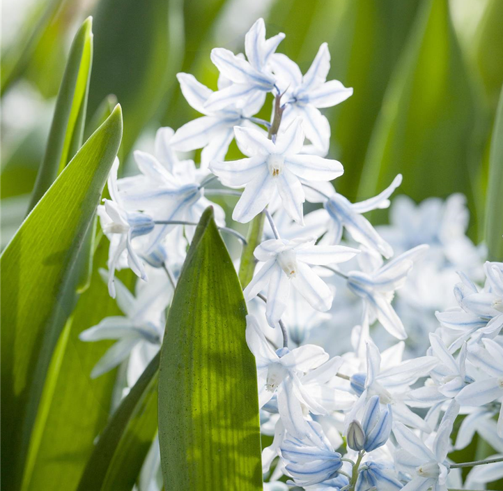 Pflanzen Mauk Gartencenter GmbH