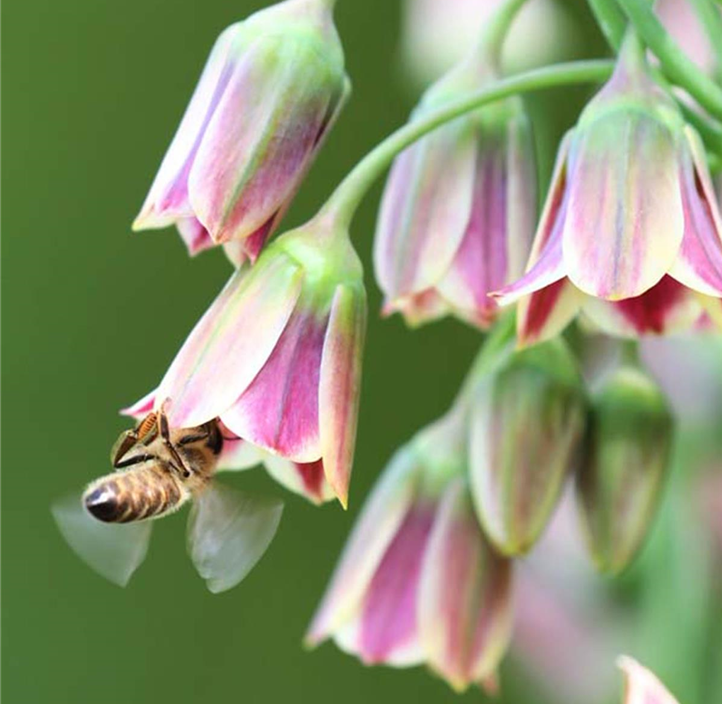 Pflanzen Mauk Gartencenter GmbH