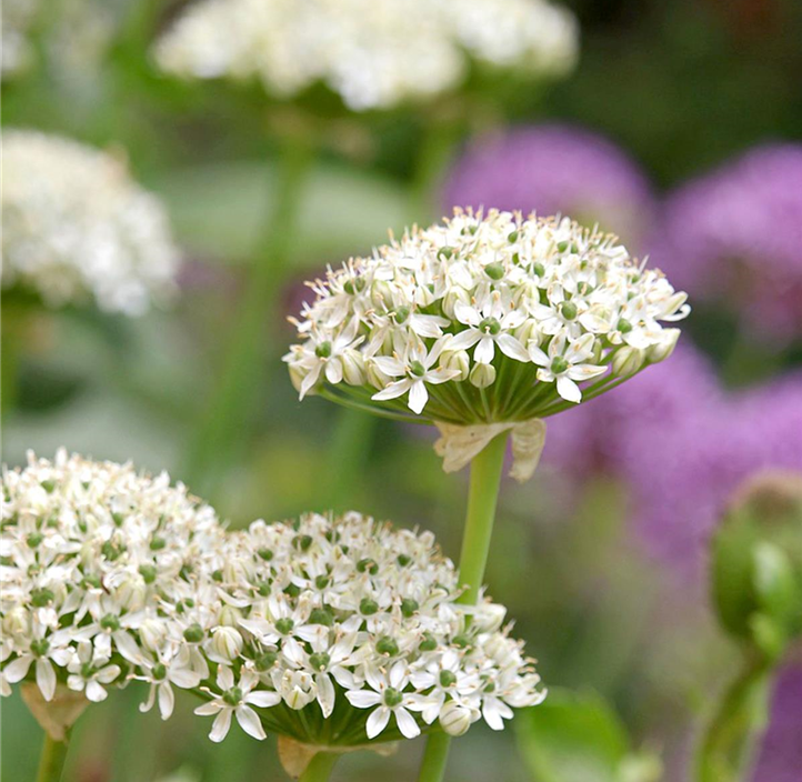 Pflanzen Mauk Gartencenter GmbH