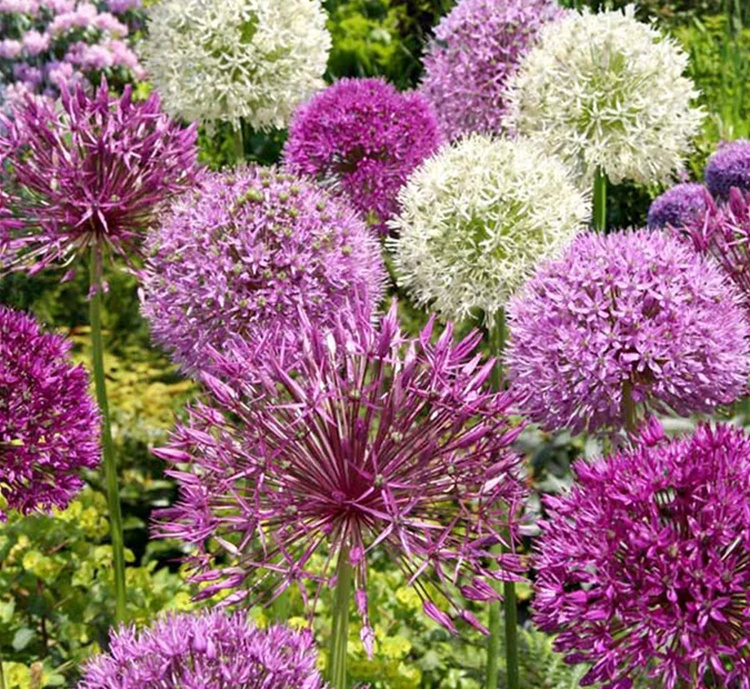 blumenzwiebeln__0024s_0004_Allium Mischung4.jpg