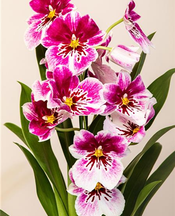 Orchideenwoche