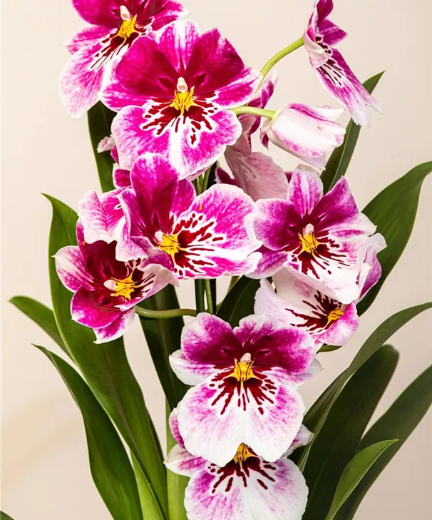 orchideenwoche-pflanzen-mauk-lauffen.jpg