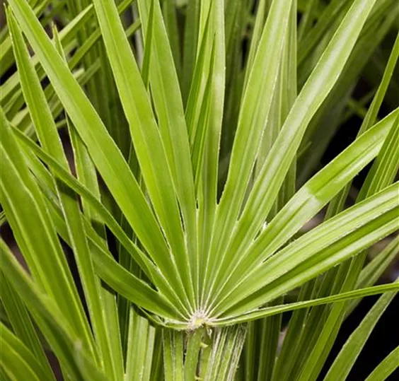 Chamaerops-humilis.jpg