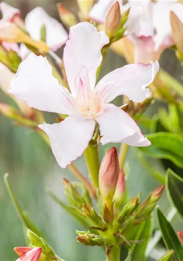 Nerium-oleander.jpg