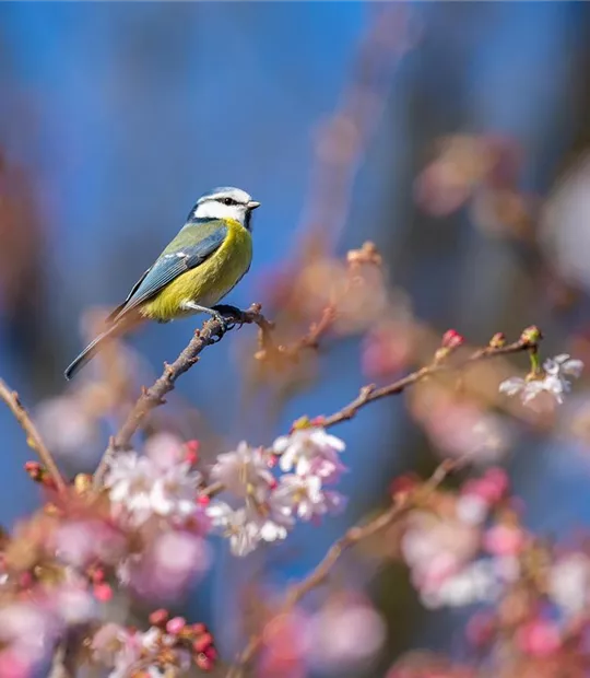 wildvogel-bild-vogelfutter-pflanzen-mauk-lauffen.jpg