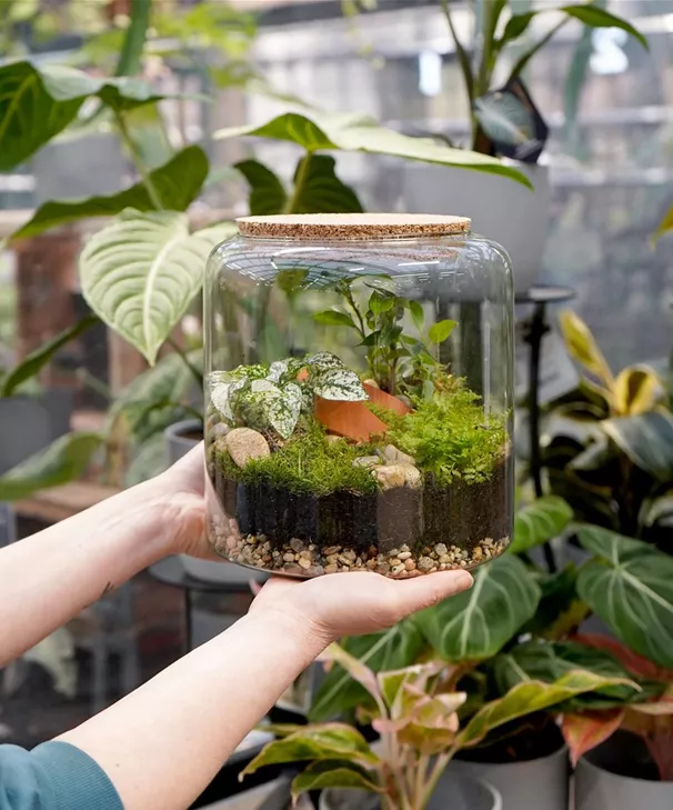 terrarium-bepflanzen_10.jpg